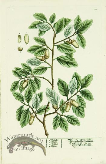 Blackwell German 110